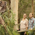 Encounter the Kangaroo, Koala and Platypus on this New Melbourne Wildlife Tour