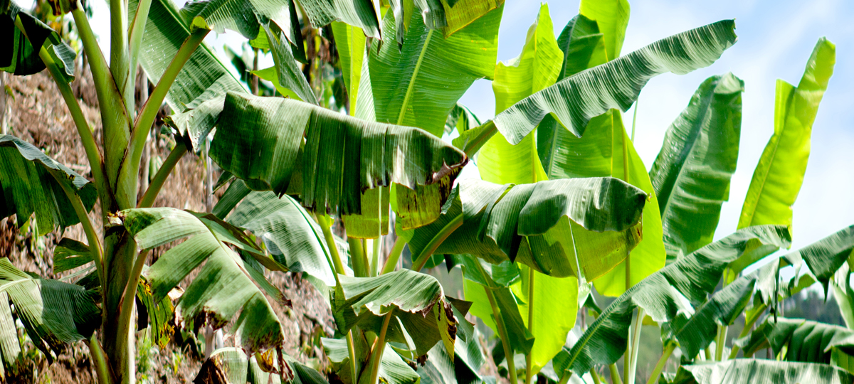 FD Ecuadorian Hacienda Tour