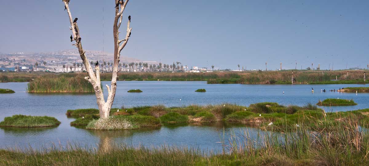 HD Birdlife in the Marshlands of Villa